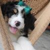 F1 Bernedoodle Lindsay Female