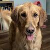 Female golden retriever 