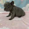 Lilac french bulldog AKC 