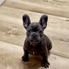 French Bulldog Puppies 