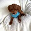 Toy Poodle boy