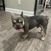 Full AKC French Bulldog male- Spartan 