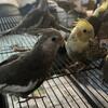 Hand fed cockatiels 