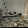 Assorted african  ciclids babies 