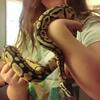 Ball Python 