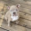 Micro American bully lilac merle male 