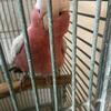 Rose Breasted Cockatoo