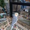 Cockatiel for sale