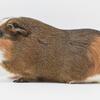 Adult Female American Guinea Pig Up for Adoption -- "Sage"