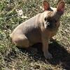 French Bulldog older puppies for sale