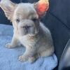 Elegant French Bulldog Pups $300