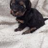 Yorkipoo Puppy Ready for his new home!