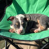AMERICAN BULLY FEMALE PUPPY 