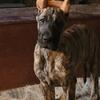 Akc registered Great Dane males