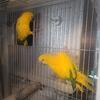 Golden Conure Pair available for sale
