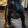 Pocket American Bully 