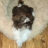 CKC registered SHIH TZU