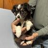 Toy Australian Shepherd 
