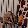 🐾 Bonded Baby Sugar Gliders – ~6 Months Old – Untamed But Ready to Be Loved 💕