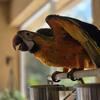 Catalina Macaw female