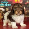 Toby Male Doxiepoo