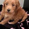 F1B Goldendoodle pup