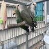 Lovebirds 