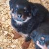 December Born Rottweiler Pups - AKC Registered German Champion Bloodlines
