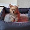 Teacup puppy yorkie for good home
