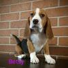 AKC Beagle puppies