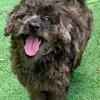 Miniature Chowdoodle puppy  15-25lbs full grown