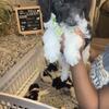 Standard Poodles for Sale 