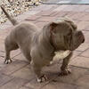 American bully stud