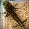 Wild Type Iridescent Axolotl Red, Green & Gold 