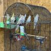 Cockatiels available 