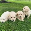 Akc golden retriever puppies 