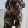 Cookie Female Cockapoo