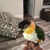 Black Head Caique 