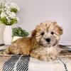 Morkie Puppies