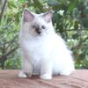 Ragdoll Kitten Kittens Female Blue Lilac Point Bicolor White Mitted For Sale Purebred Tica Family