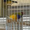 Canaries pair red factor canary and gouldian finch pair
