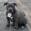 American Bully Puppies