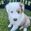 AKC Shetland Sheepdog 