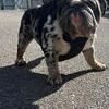 English bulldog puppies- Merle’s