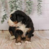 Thumper - Bernese Mountain Dog Puppy ready in May