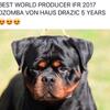 AKC European Rottweiler puppies 