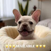 🌟🌟🌟Platinum AKC French Bulldog🌟🌟🌟