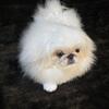 Texas Pekingese Puppies