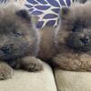 Full blooded Chow Chow Puppies
