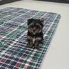 Yorkie males 